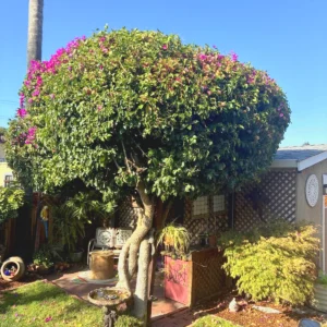 Eco Elements Landscaping, PO Box 7458, Oakland CA 94601, 510-612-6111, Landscaping Services